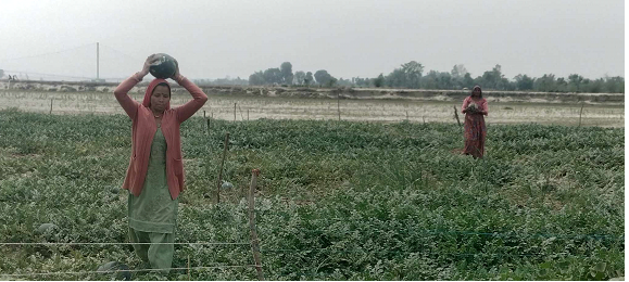 दोदा बगरमा सागसब्जी फलाएर आकर्षक आम्दानी गर्दै कञ्चनपुरका पाँच सय किसान