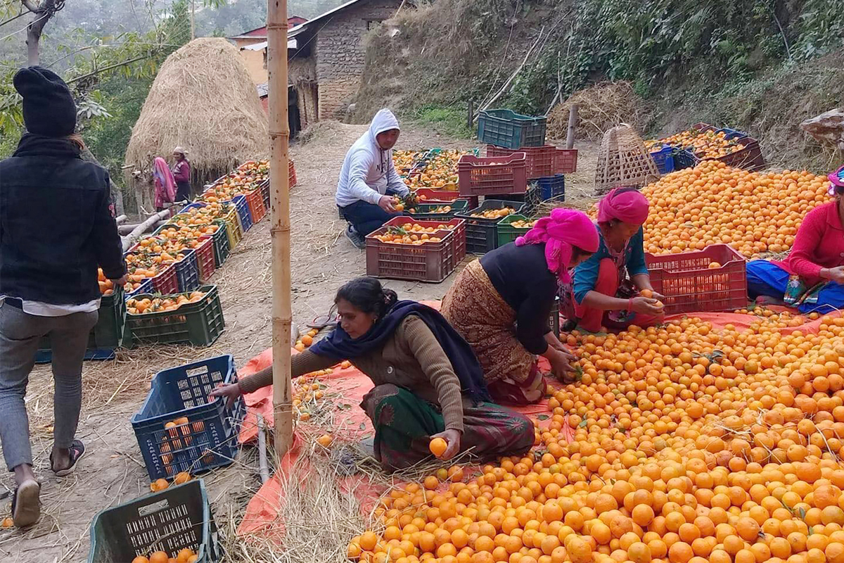 यसवर्ष बागलुङमा १८ करोडको सुन्तला उत्पादन