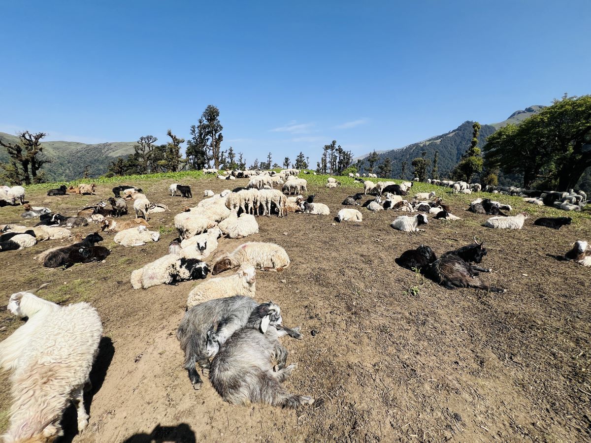 बागलुङको पर्यटकीय क्षेत्र रिग ताल वरपर पर्यटकको भन्दा गोठाला र भेडाबाख्राको चहलपहल