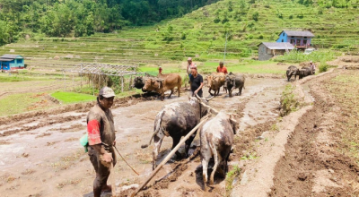 कर्णालीमा ९६ प्रतिशत धान रोपाइँ