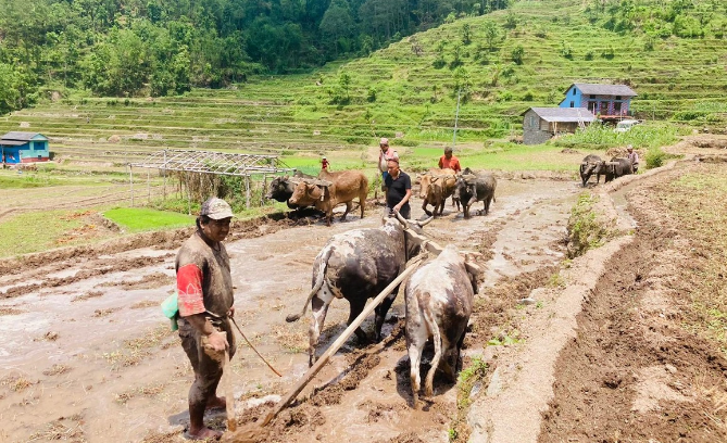 कर्णालीमा ९६ प्रतिशत धान रोपाइँ