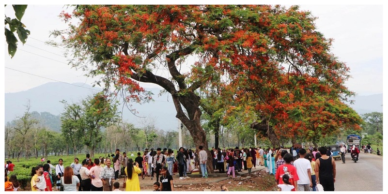 पर्यटकको मन लोभ्याउँदै राताम्य शिरीषको फूल