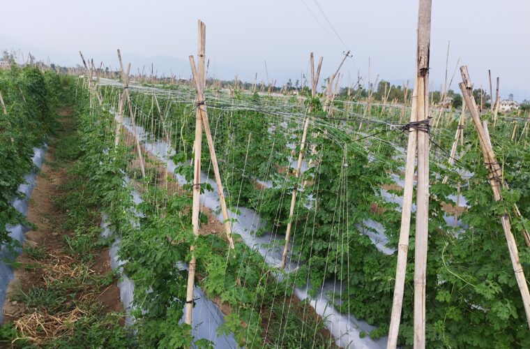 काभ्रे र सिन्धुपाल्चोकमा विषादीको खपत तथा प्रयोगमा कमी
