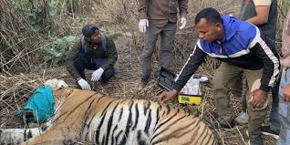 चितवनमा बस्तीमा पसेको बाघलाई नियन्त्रणमा लिइयो