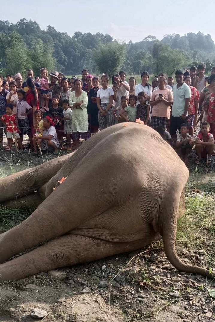 झापाको सकेनिन्दा खोला किनारमा मत्ता हात्ती मृत फेला