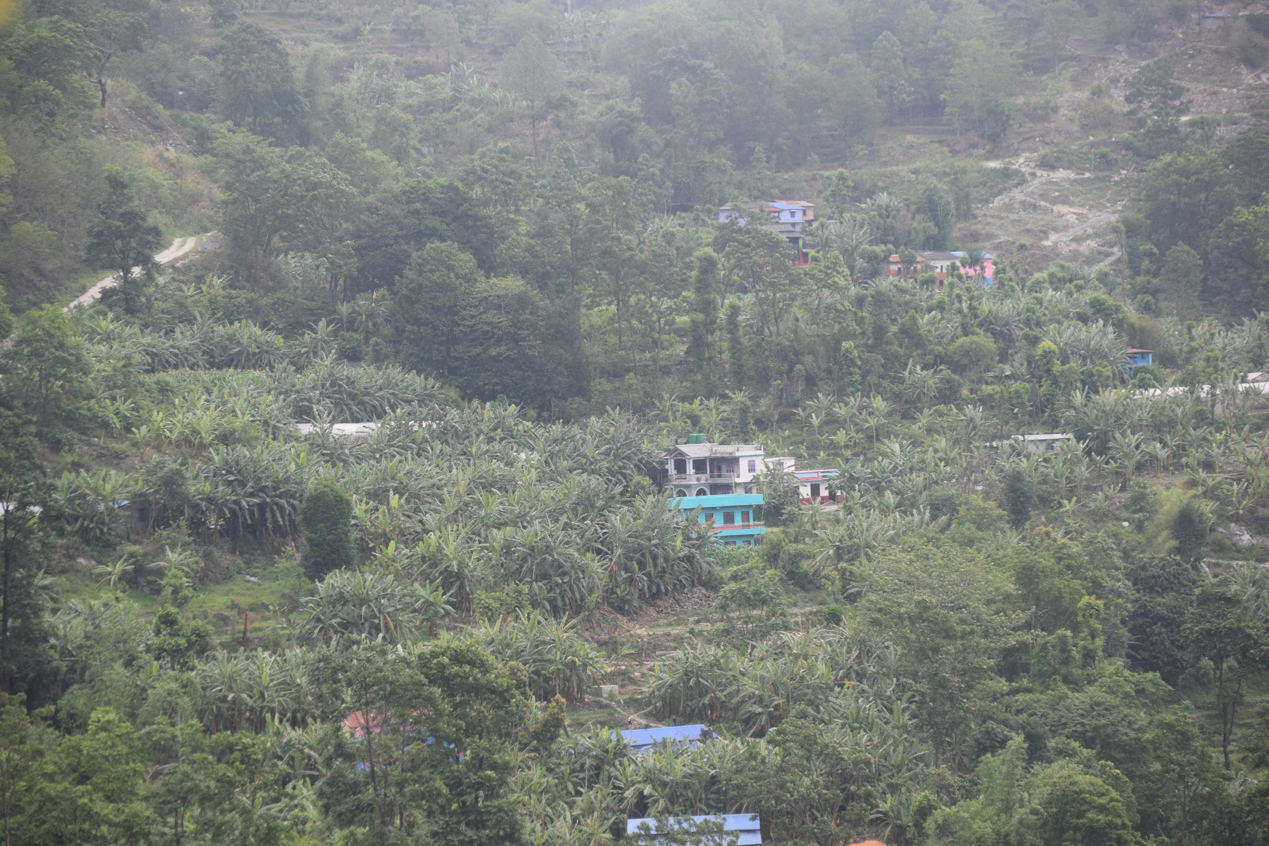 म्याग्दीमा एउटै गाउँमा केराखेतीबाट तीन करोड आम्दानी