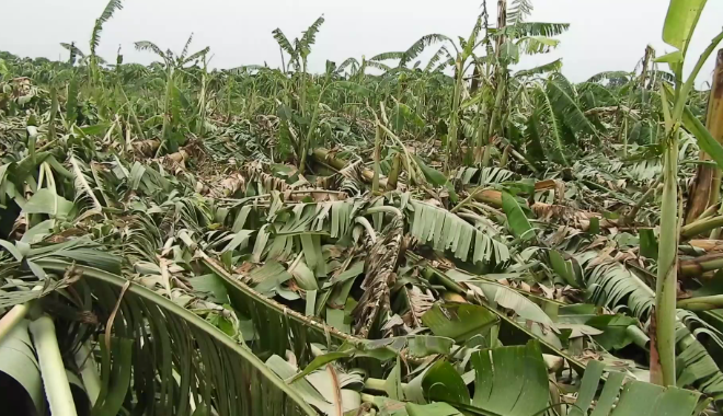 हुरीका कारण चितवनमा १२ करोडको केराखेतीमा क्षति