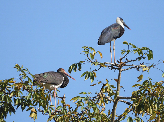 दुर्लभ चराको बासस्थान बन्यो रेसुङ्गा र मदाने