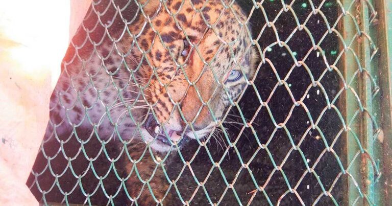 तनहुँमा मानव–वन्यजन्तु द्वन्द्व बढ्दै, १४ बालबालिकाले गुमाए ज्यान