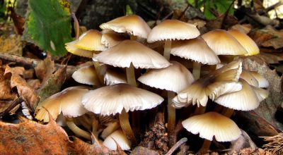 विषाक्त च्याउ खाँदा इलाममा तीन जनाको मृत्यु