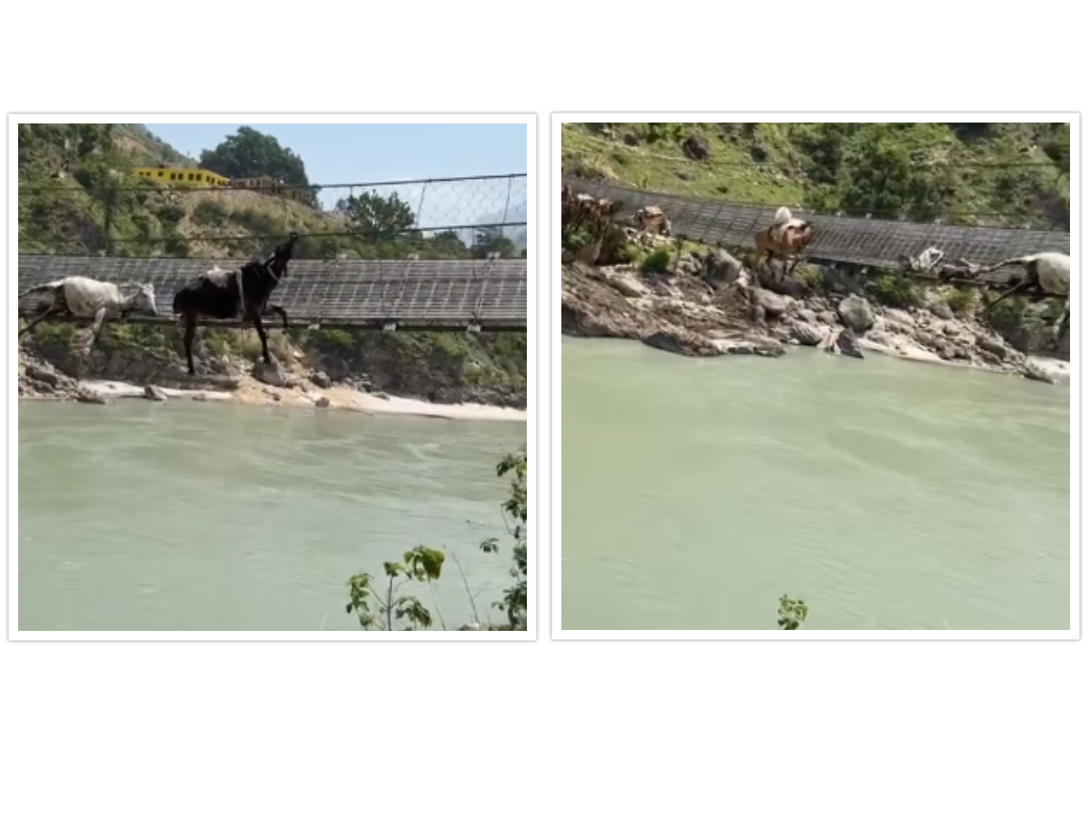 कर्णाली नदीको पुलमा अड्किएका ९ वटा खच्चडको उद्धार, दुईको मृत्यु