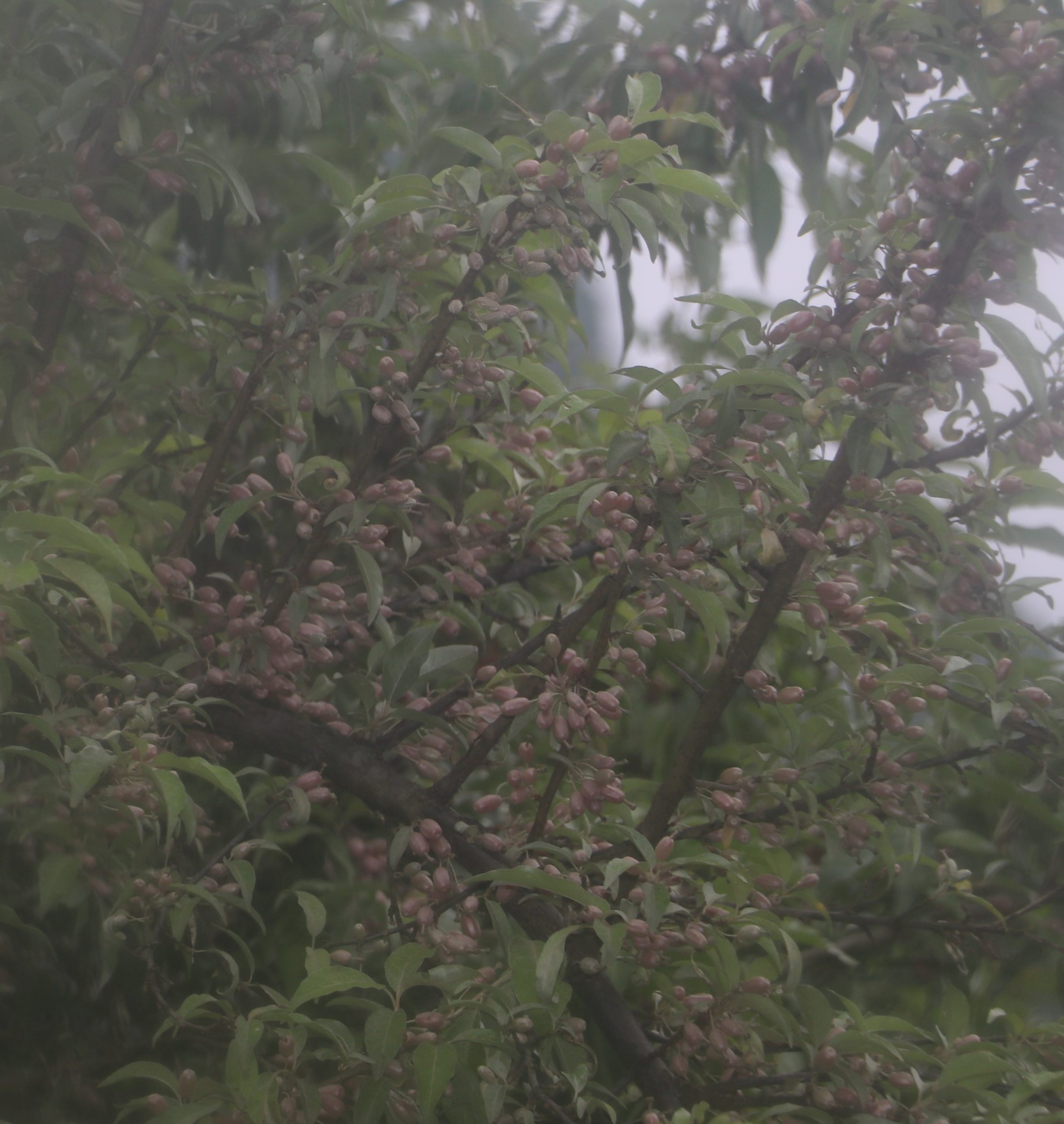 वनभरि लटरम्मै गुँयली फल पाकेपछि कालीलेकमा चहलपहल