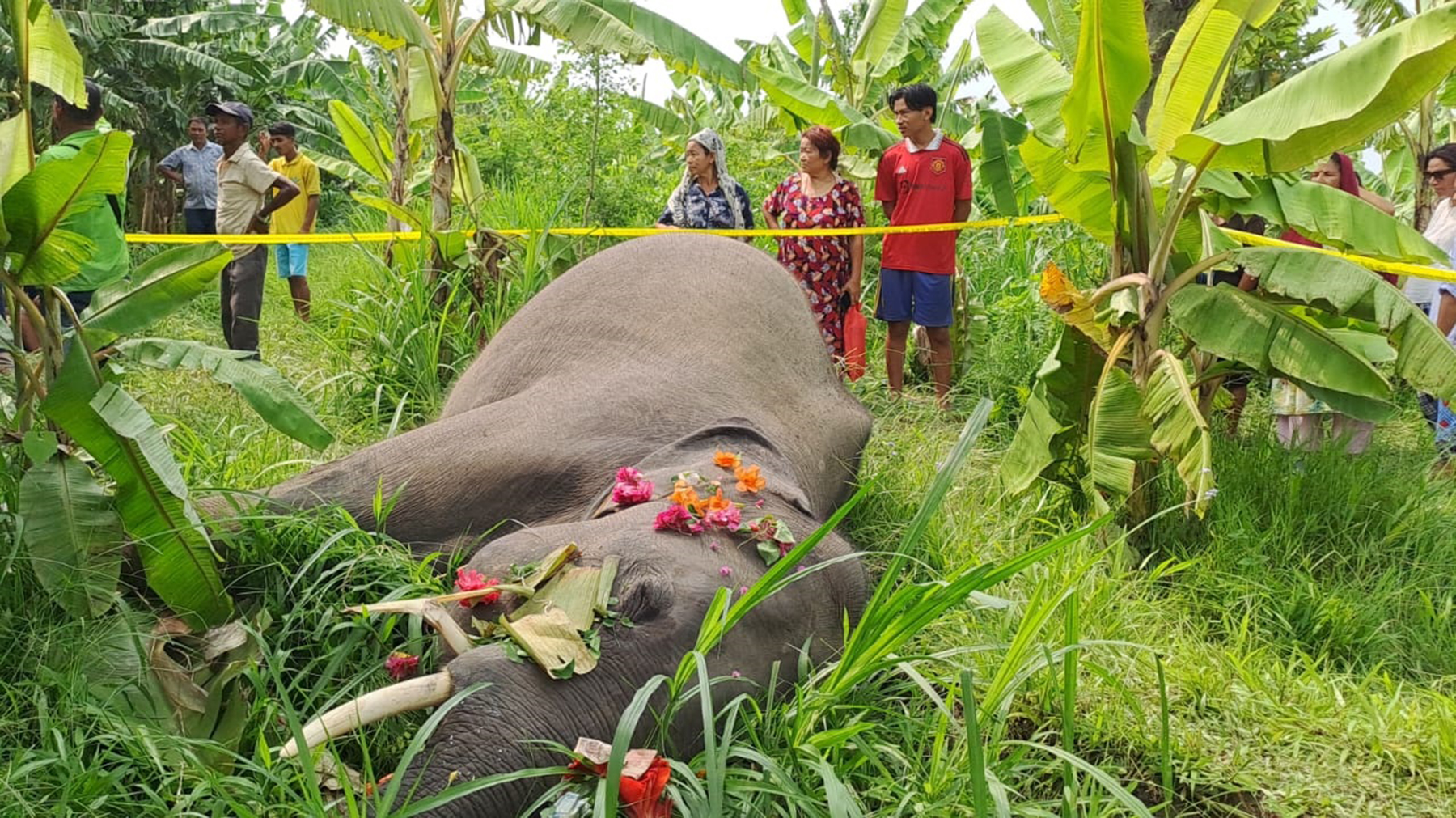 मोरङको सुन्दरहरैंचामा जंगली हात्तीको छावा मृत फेला