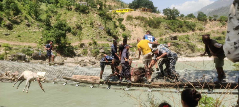 खच्चड हिँडाउँदा लट्ठा चुँडिएको झोलुङ्गे पुलबाट आवागमन बन्द