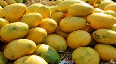 काठमाडौंमा भोलिदेखि ‘नेपाल म्याङ्गो फेस्ट’ महोत्सव हुने