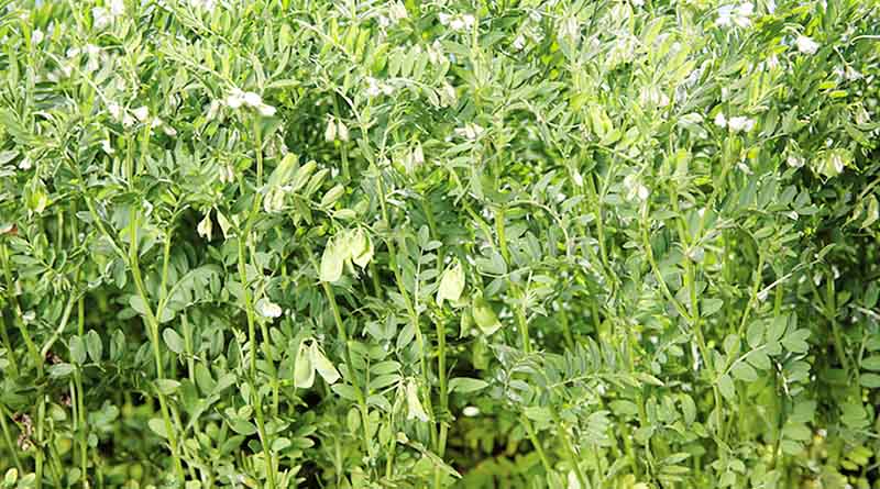 मौसम अनुकुल रहँदा दलहनबाली उत्पादनमा वृद्धि