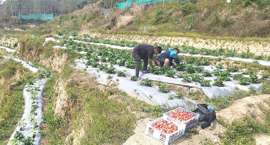 भोजपुरका किसान स्ट्रबेरी खेतीतर्फ आकर्षित