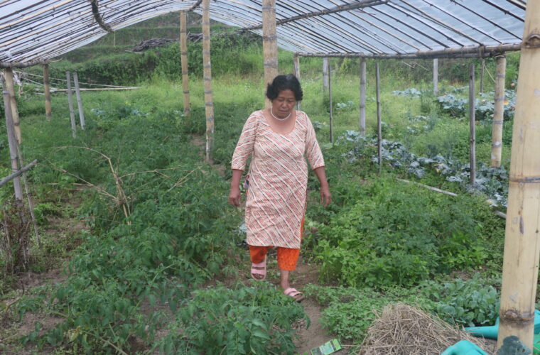 उद्यमशील मायादेवीको लोभलाग्दो जैविक तरकारी खेती