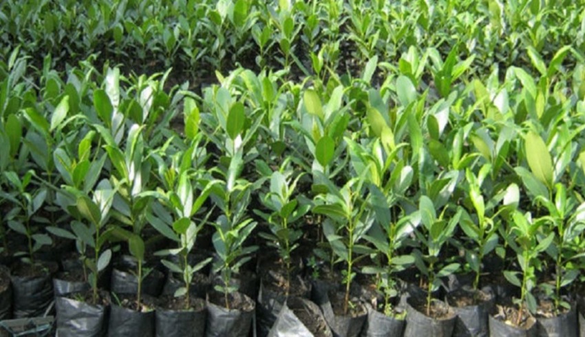 भूक्षय रोक्न एक लाख ६० हजार बिरुवा निःशुल्क वितरण गरिँदै