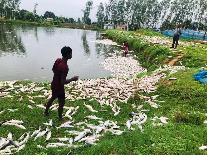पोखरीका माछा मरेपछि ६० लाख रुपैयाँ बराबरको क्षति