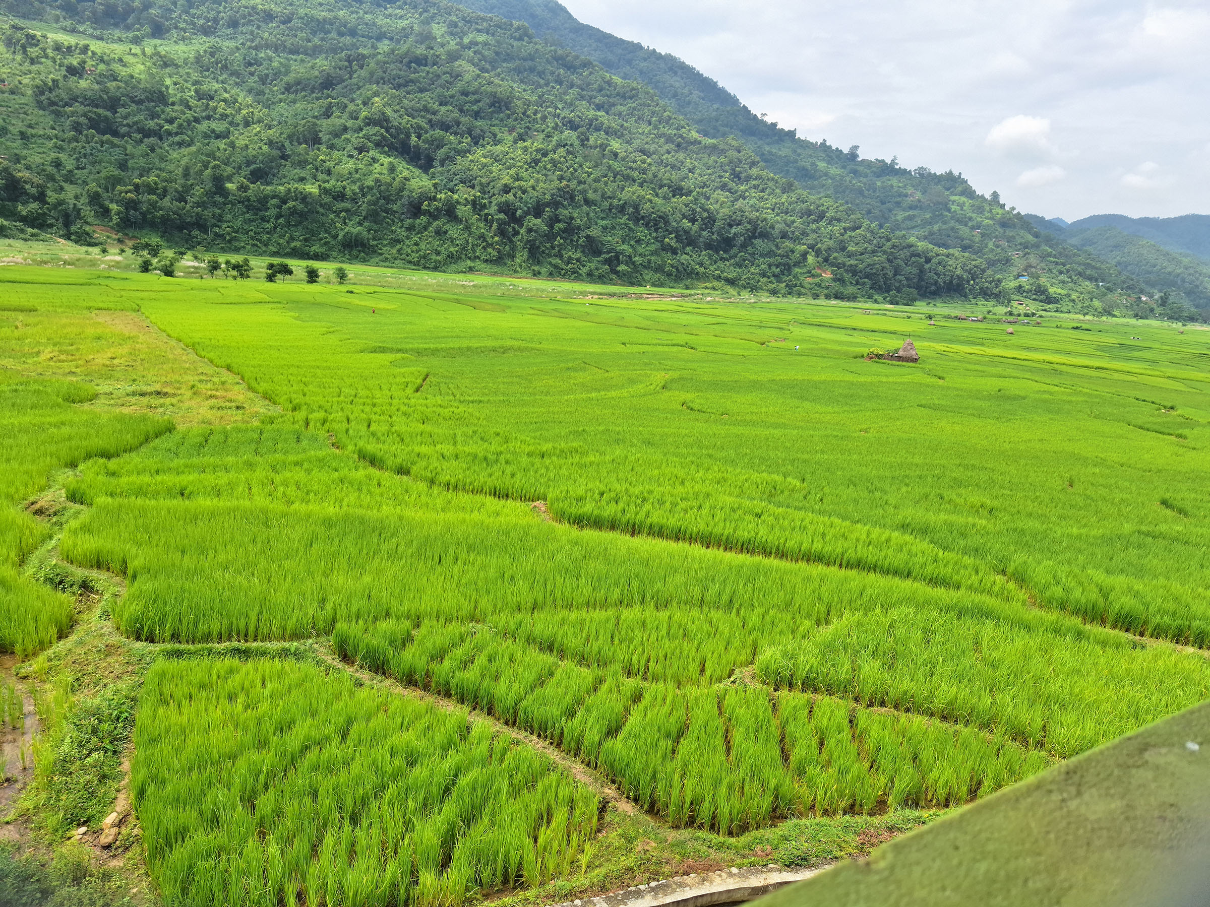 बाँकेमा धान उत्पादन बढ्ने प्रक्षेपण