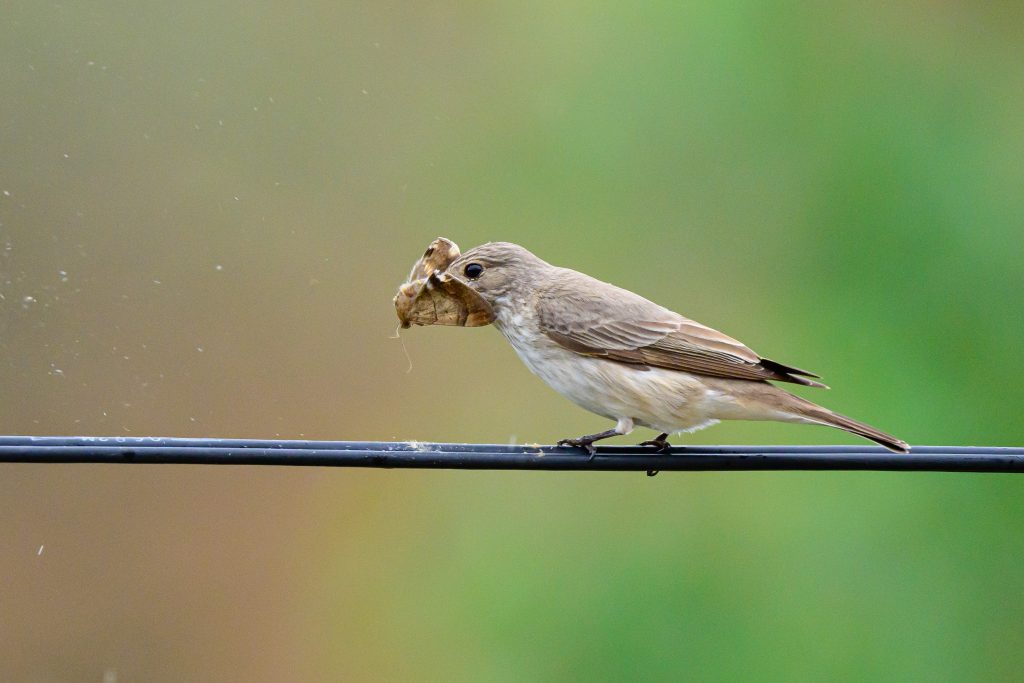 मुस्ताङमा तालुधर्से अर्जुनक नामको नयाँ प्रजातिको चरा भेटियो