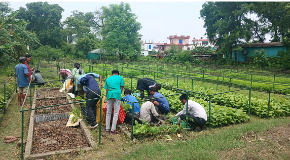 वन कार्यालय बाँकेद्वारा किसानलाई निःशुल्क बिरुवा वितरण