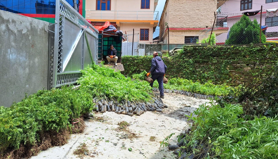 रोजगारी सिर्जना गर्न फलफूल तथा जडीबुटीका बिरुवा वितरण