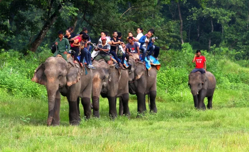 चितवन राष्ट्रिय निकुञ्जमा दुई सय २२ जनावरको उद्धार , ७६ जनावर मरे
