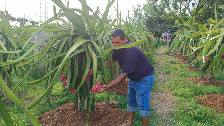 ‘ड्रागन’खेतीबाट प्रशस्त आम्दानी गदै ढकाल