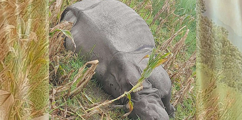 भैरवपुरमा करेन्ट लागेर गैँडाको मृत्यु