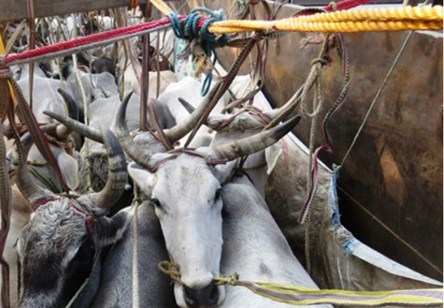 अवैधरुपमा ओसारपसार गर्न लागिएका गोरुसहित ट्रक चालक नियन्त्रणमा