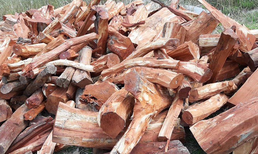 धरानमा चारवटा ट्रकसहित अवैधरूपमा लगिँदै गरेको खयरको काठ नियन्त्रणमा