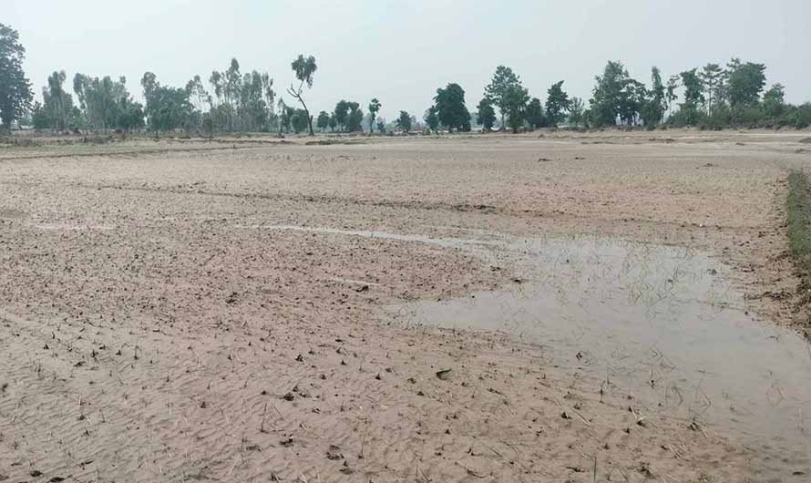 बाढीले आम्दानीको स्रोत गुमेपछि कुतियाकबरका किसान चिन्तित, खेती बगरमा परिणत