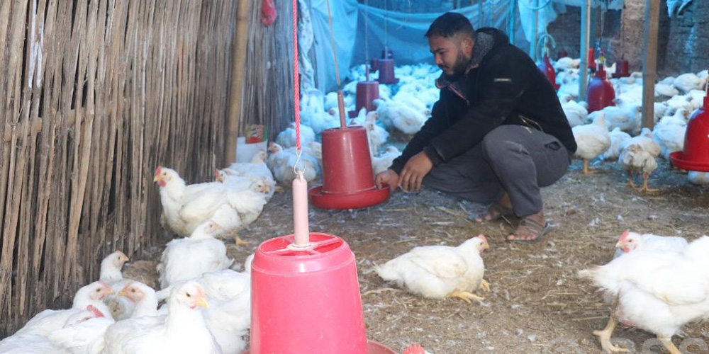 कृषिमा रमाउँदै भोजपुरका दीपक, वार्षिक १५ लाख आम्दानी