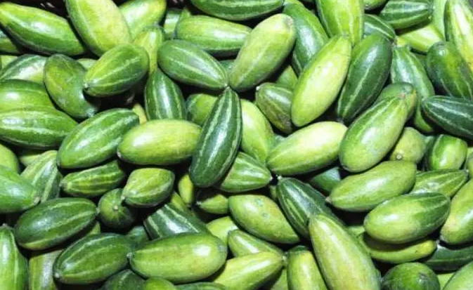 बगरको तरकारी उत्पादनबाट बार्षिक सात लाख आम्दानी गर्दै घिसिङ