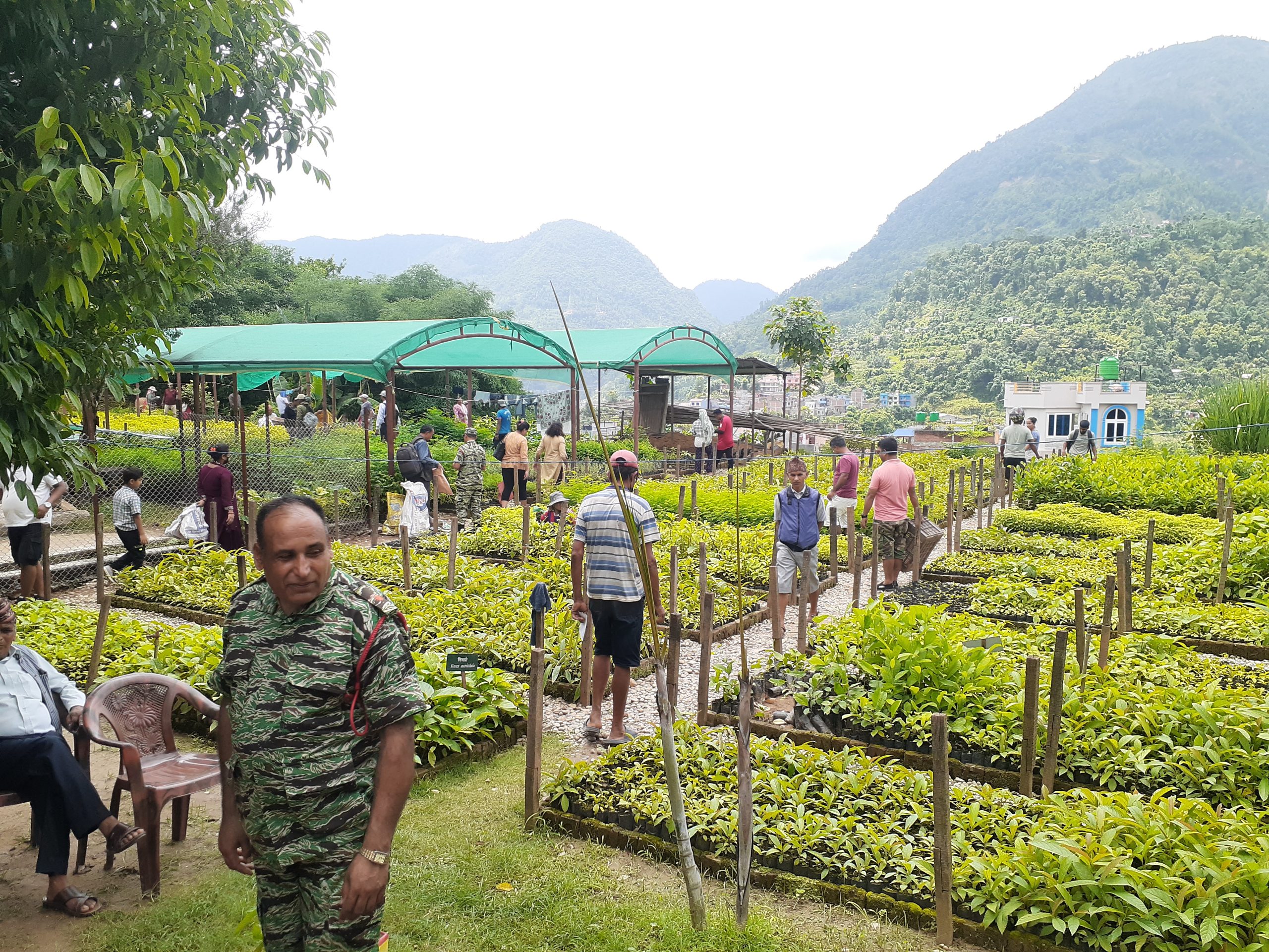 पशुपालनलाई प्रोत्साहन गर्न डाँलेघाँस उत्पादन