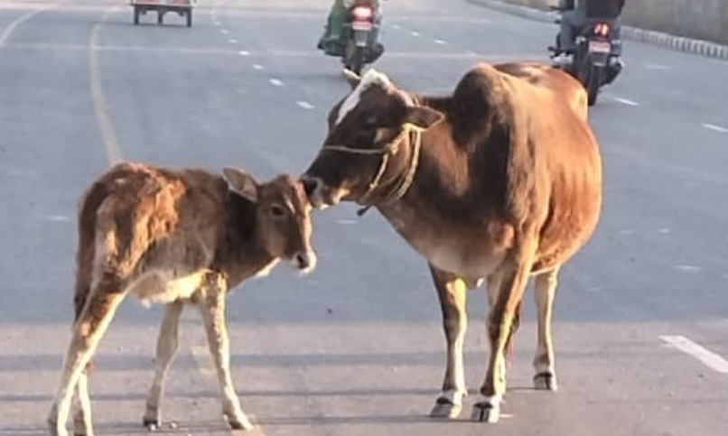 अझै हटेन पशुचौपाया छाड्ने प्रवृति, मुख्य बजारमा चुनौती थपिँदै