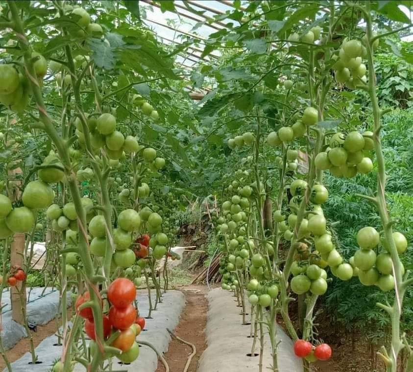 अत्तरियामा उत्पादित गोलभेँडामा भेटियो अत्यधिक विषादी