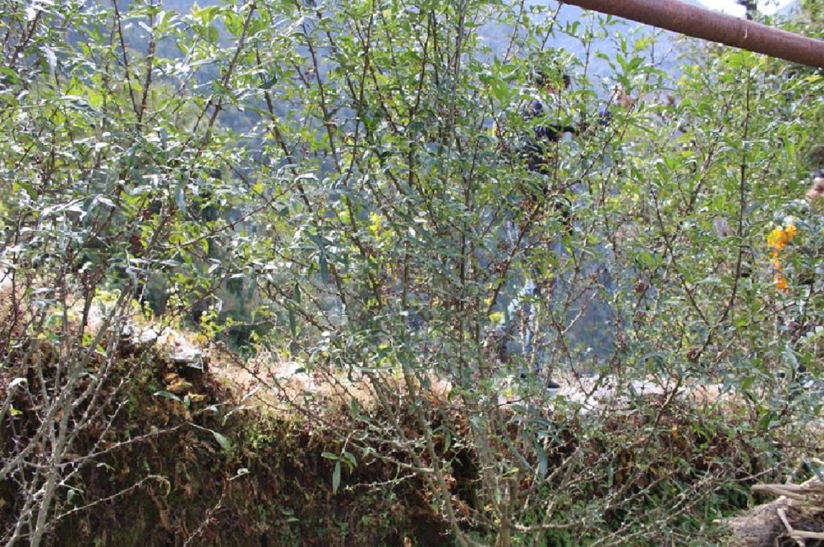 म्याग्दीका किसान टिम्मुरखेतीतर्फ आकर्षित