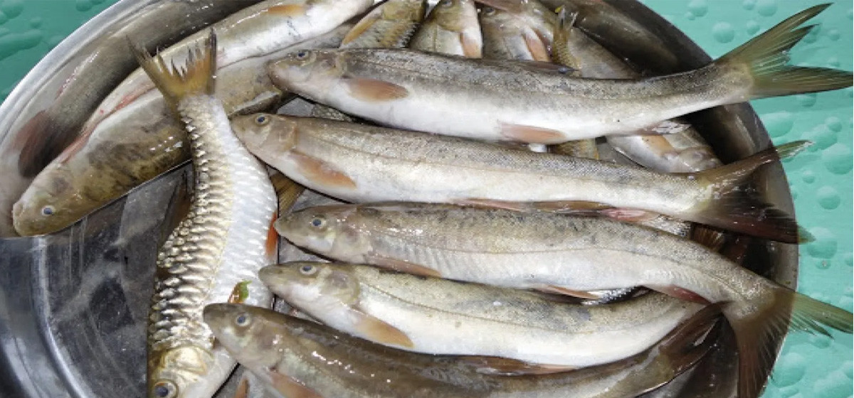 बागलुङको दरम र गौदीखोलामा तीन महिना असला माछा मार्न प्रतिबन्ध