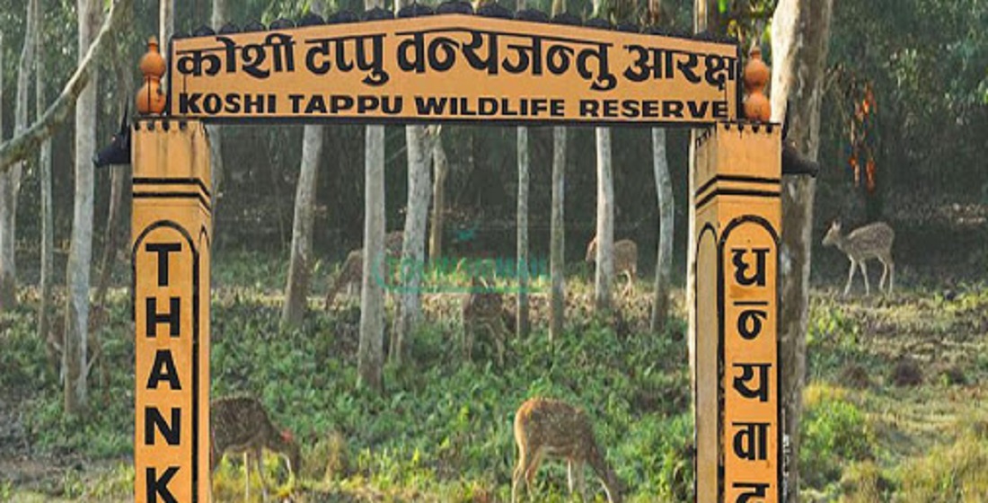 अर्ना र चराका लागि प्रसिद्ध कोसी टप्पुमा पर्यटकको सङ्ख्या वृद्धि