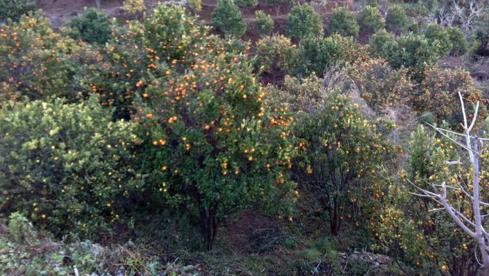 ग्रिनिङ र सिट्रस रोगले सुन्तलाका बोट मर्न थालेपछि किसान चिन्तित