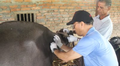 लम्पी स्किनले पशु मर्न थाले, किसानलाई सहयोग गर्न आग्रह