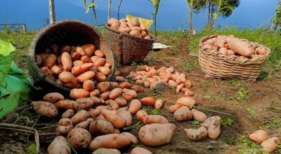 बागलुङमा एक अर्ब ९४ करोड ६० लाखको आलु उत्पादन