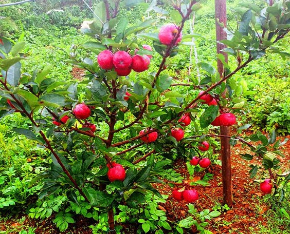 बागलुङको ढोरपाटन क्षेत्रमा सामूहिक स्याउखेती