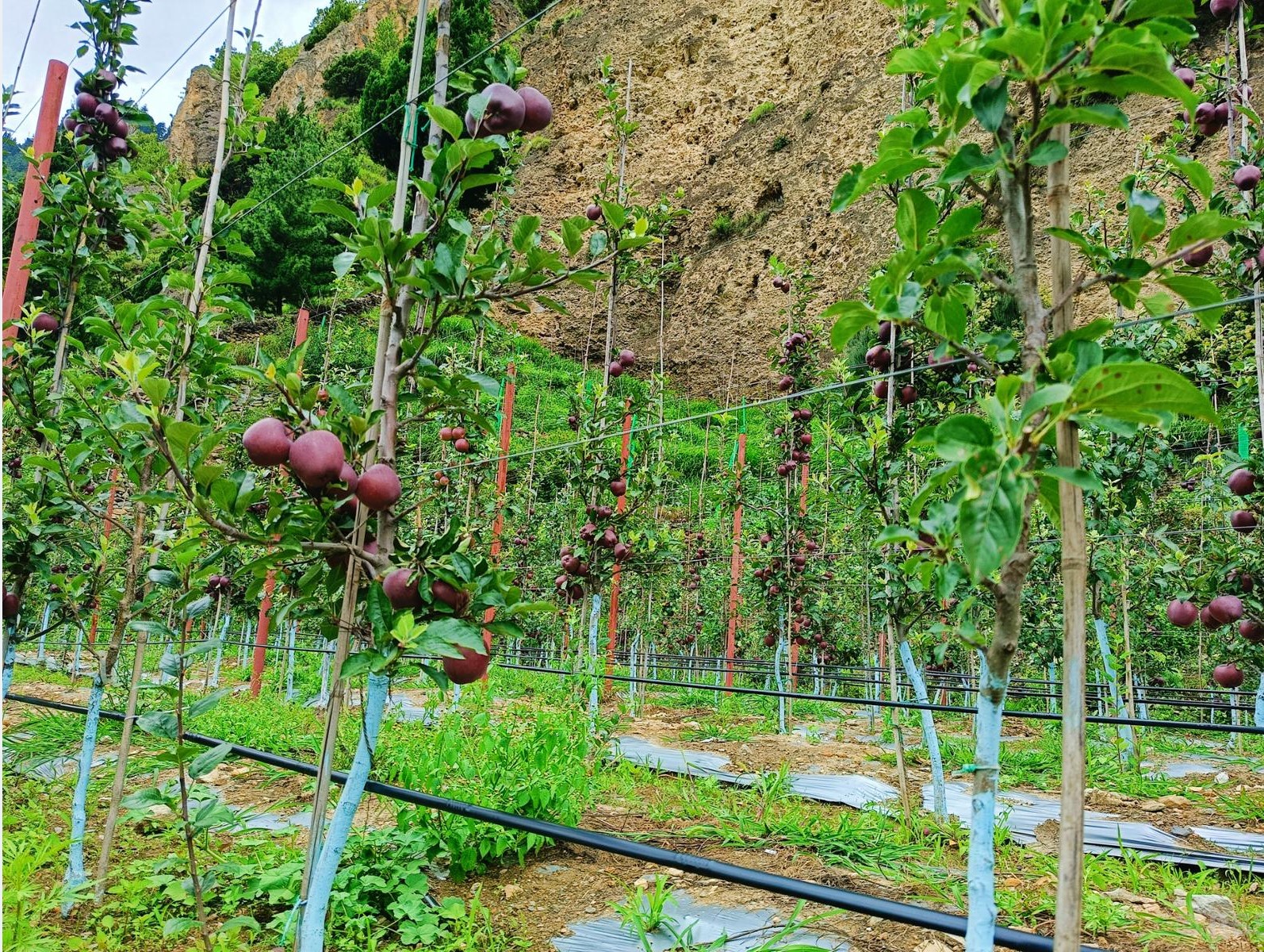मुस्ताङका बगैँचामा लटरम्म स्याउ
