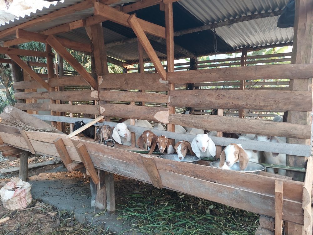 बर्दघाट सुस्तापूर्वका किसान व्यावसायिक बाख्रापालनतर्फ आकर्षित हुन थाले