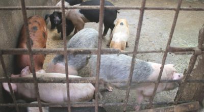 ‘अफ्रिकन स्वाइनफिभर’ले बङ्गुर मर्न थाले