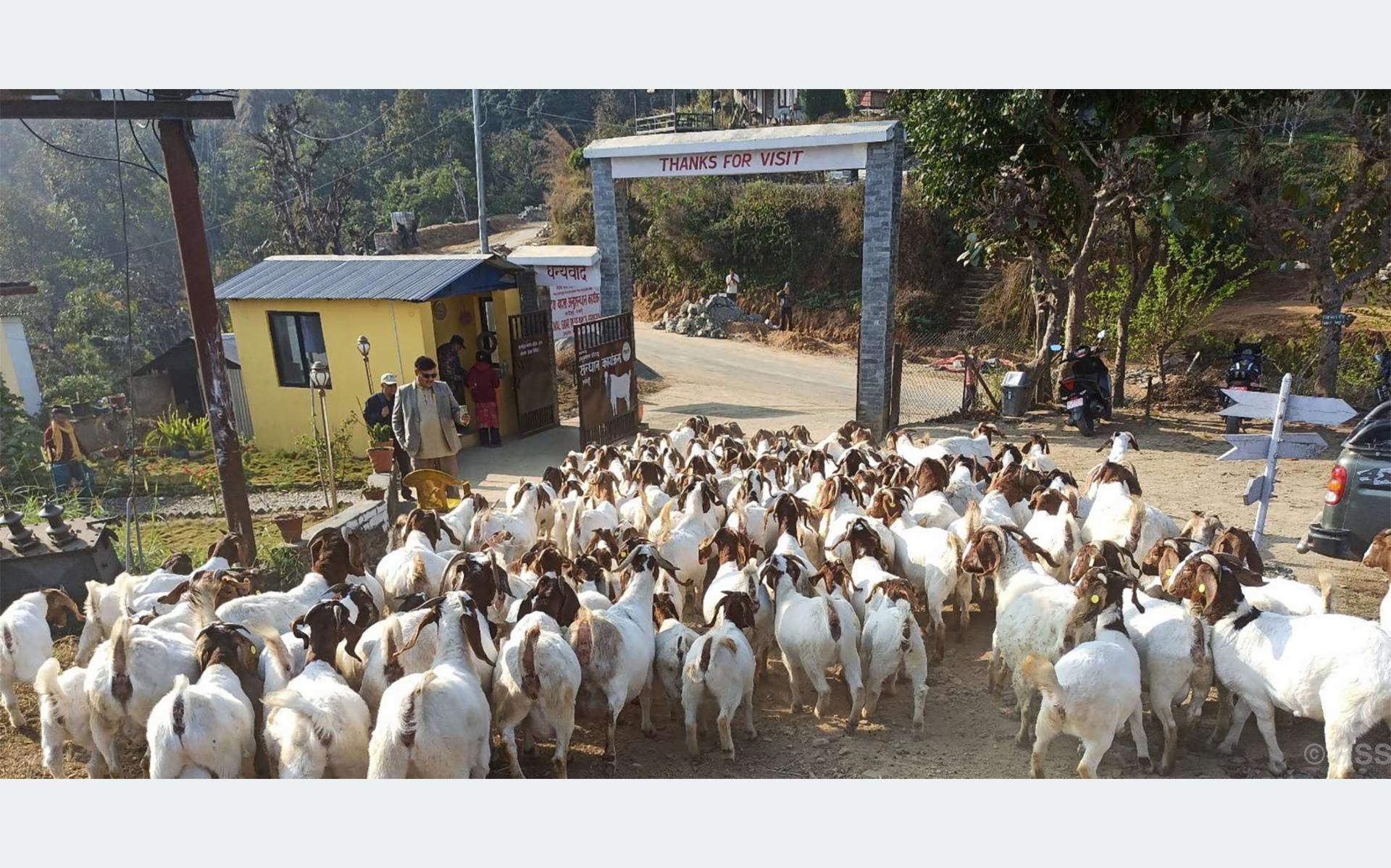 बोयर बोका र खरी जातको बाख्राको माग उच्च